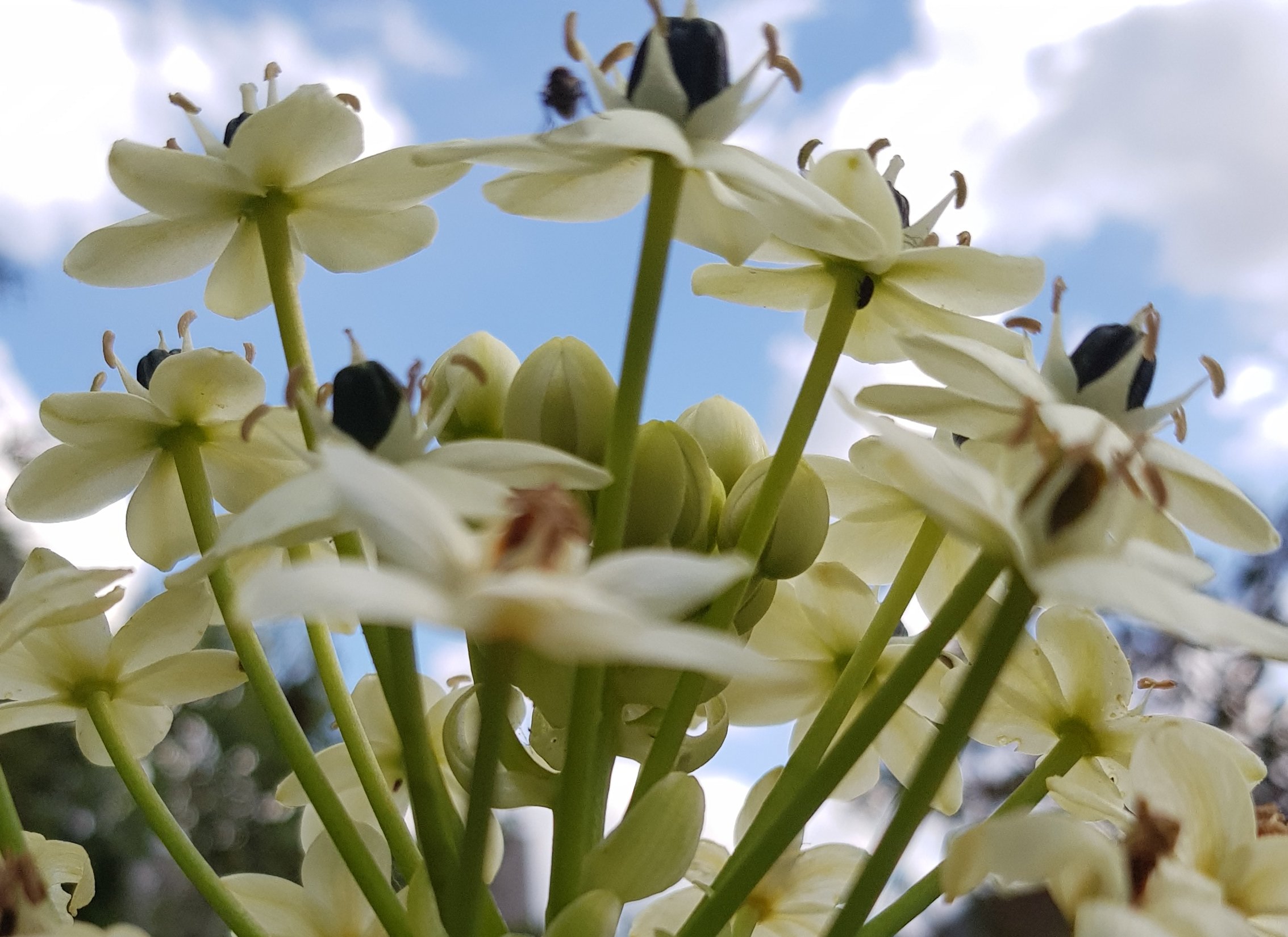 Es Hört Doch Jeder Nur Was Er Versteht J. W. Goethe „Es hört doch Jeder nur, was er versteht - Bettina Suvi Rode